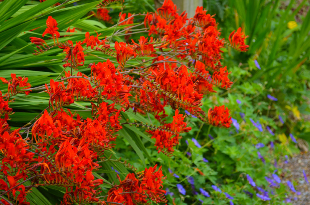 Flowers in the gardens of Blarney Castle